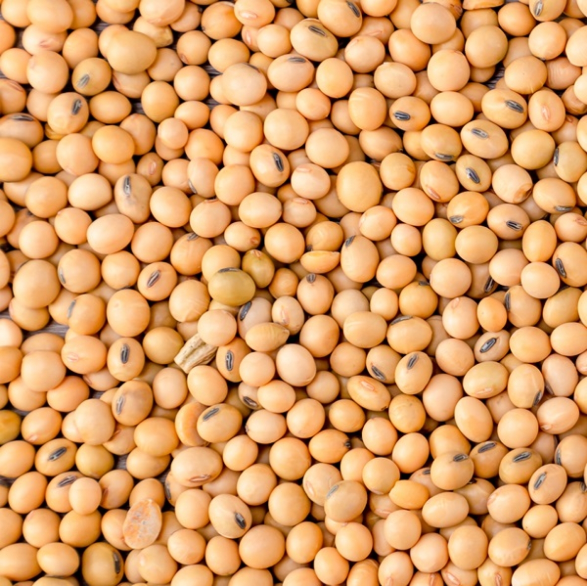 Picture of 25KG SOYA BEANS *SPECIALS*